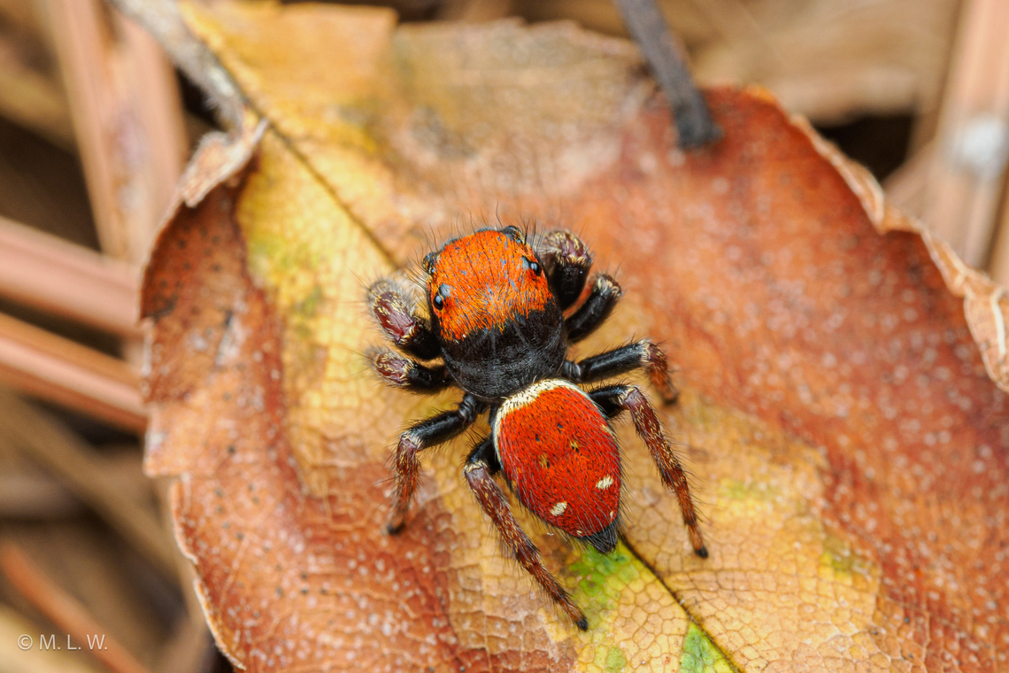 Phidippus whitmani Whitman&#039;s Jumping Spider<br />
<figure class="photo"><a href="https://www.jungledragon.com/image/163221/phidippus_whitmani.html" title="Phidippus whitmani"><img src="https://s3.amazonaws.com/media.jungledragon.com/images/4526/163221_thumb.jpg?AWSAccessKeyId=05GMT0V3GWVNE7GGM1R2&Expires=1759968010&Signature=kCCthM2ySkbLirlIvT%2ByTIbs%2FnI%3D" width="200" height="134" alt="Phidippus whitmani Whitman&#039;s Jumping Spider<br />
https://www.jungledragon.com/image/163222/phidippus_whitmani.html Phidippus whitmani,United States,Whitman&#039;s Jumping Spider" /></a></figure> Phidippus whitmani,Whitman's Jumping Spider