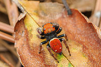 Phidippus whitmani Whitman's Jumping Spider<br />
https://www.jungledragon.com/image/163221/phidippus_whitmani.html Phidippus whitmani,Whitman's Jumping Spider
