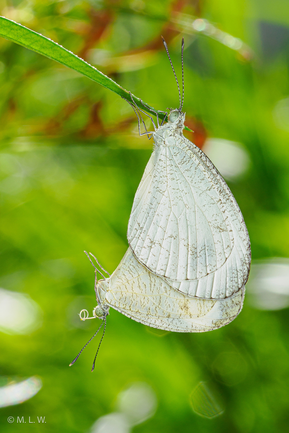 Leptosia nina Psyche butterflies mating pair Fall,Geotagged,Leptosia nina,Philippines,Psyche