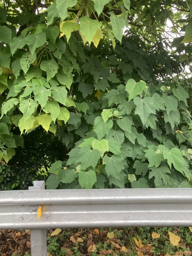 Melanolepis multiglandulosa Alim (Melanolepis multiglandulosa) Alim,Geotagged,Melanolepis multiglandulosa,Philippines