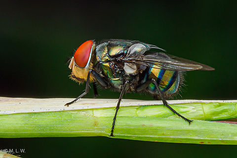 Chrysomya megacephala Oriental Latrine Fly Chrysomya megacephala,Fall,Geotagged,Oriental Latrine Fly,Philippines