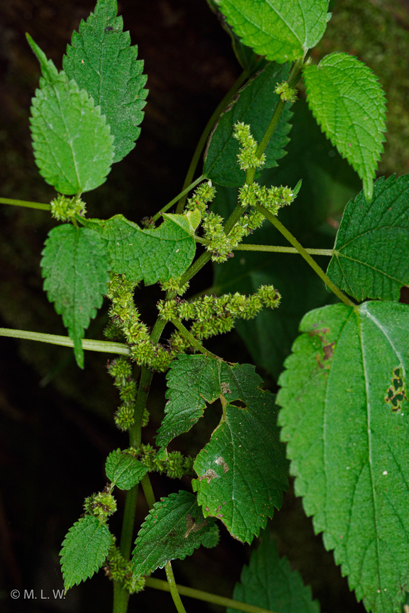 Boehmeria cylindrica False nettle Boehmeria cylindrica,False nettle,Geotagged,Summer,United States