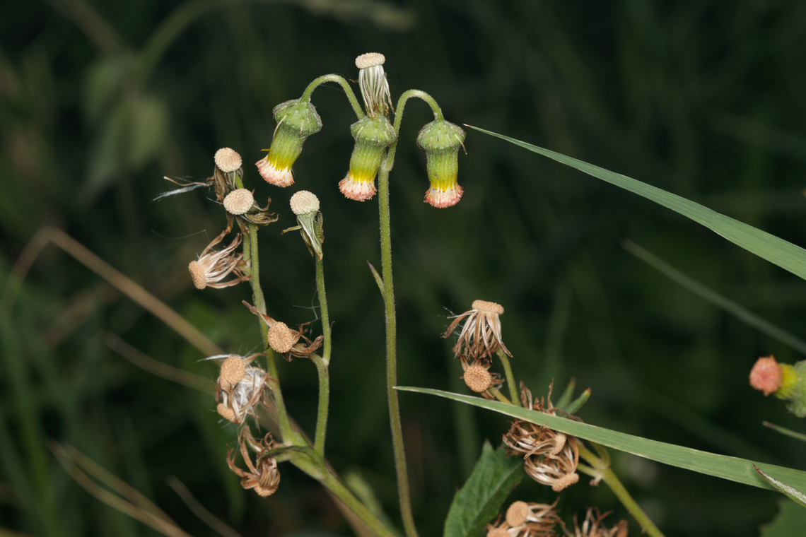 Crassocephalum crepidioides Redflower Ragleaf Crassocephalum crepidioides,Geotagged,Philippines,Redflower Ragleaf