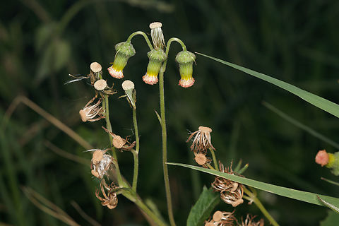 Crassocephalum crepidioides Redflower Ragleaf Crassocephalum crepidioides,Geotagged,Philippines,Redflower Ragleaf
