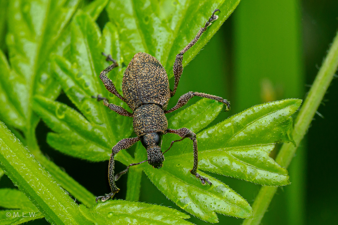 Metapocyrtus adspersus a member of Broad-nosed Weevils (Subfamily Entiminae) Broad-nosed Weevils,Entiminae,Geotagged,Metapocyrtus adspersus,Philippines,Summer,True Weevils,weevil