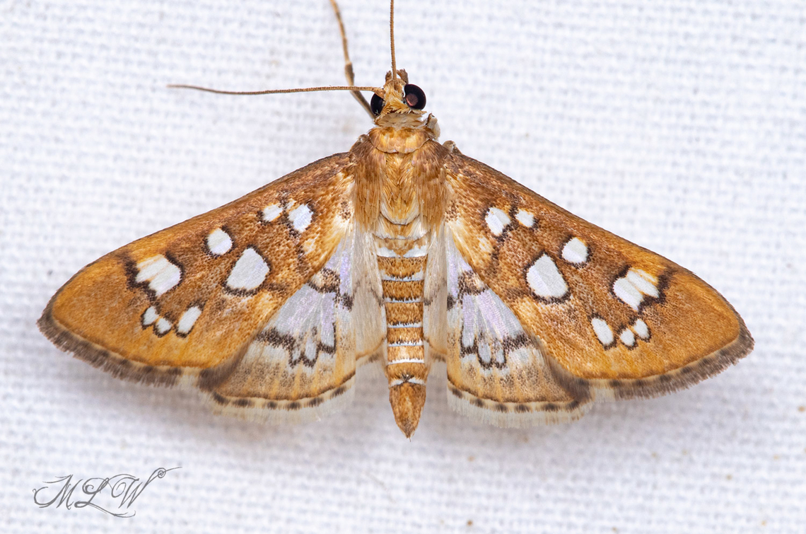 Samea baccatalis Media Moth Media Moth,Samea baccatalis,United States
