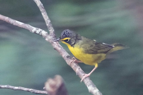 Geothlypis formosa Kentucky warbler Geothlypis formosa,Kentucky warbler