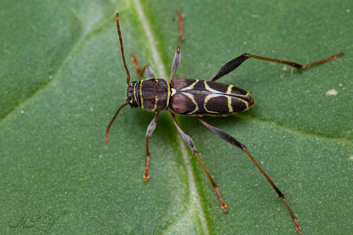 Neoclytus scutellaris Cerambycidae Geotagged,Neoclytus scutellaris,Summer,United States