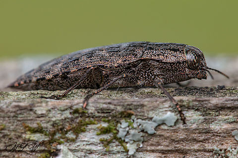 Dicerca obscura a member of Jewel Beetles (Family Buprestidae)

https://www.jungledragon.com/image/163839/dicerca_obscura.html Dicerca obscura,Family Buprestidae,Geotagged,Jewel Beetles,Summer,United States