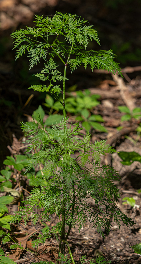 Trepocarpus aethusae Whitenymph Geotagged,Spring,Trepocarpus aethusae,United States,Whitenymph