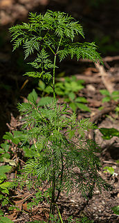 Trepocarpus aethusae Whitenymph Geotagged,Spring,Trepocarpus aethusae,United States,Whitenymph