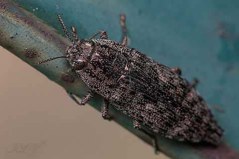 Dicerca obscura a member of Jewel Beetles (Family Buprestidae) 
https://www.jungledragon.com/image/163827/dicerca_obscura.html Dicerca obscura,Family Buprestidae,Jewel Beetles,United States