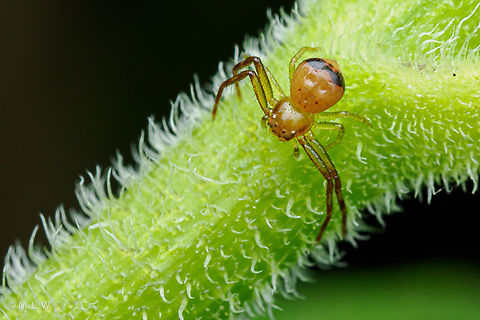 Synema parvulum Black-banded Crab Spider Black-banded Crab Spider,Synema parvulum