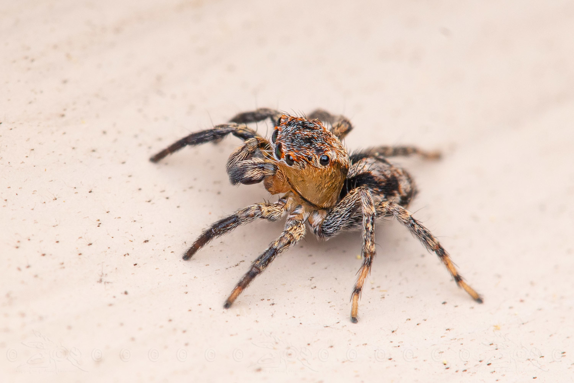 Naphrys pulex Flea Jumping Spider Flea Jumping Spider,Geotagged,Naphrys pulex,Spring,United States