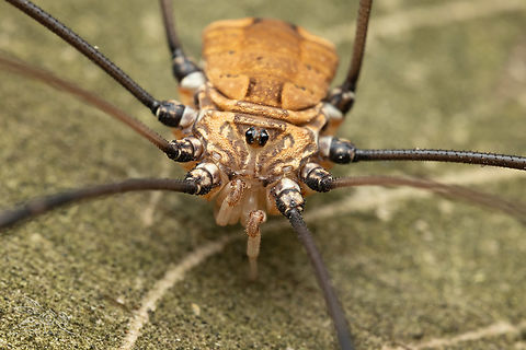 Leiobunum verrucosum Warty Harvestman Leiobunum verrucosum,Warty Harvestman