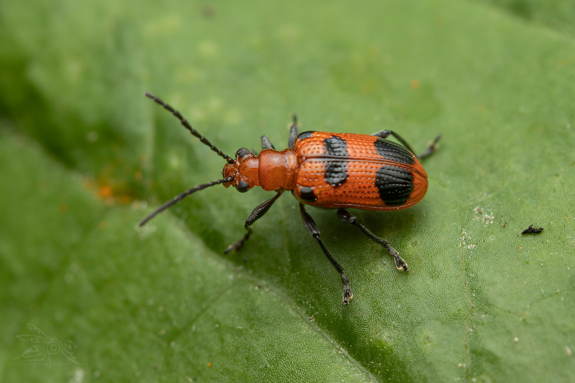 Neolema sexpunctata Six-spotted Neolema Geotagged,Neolema sexpunctata,Six-spotted Neolema,Spring,United States