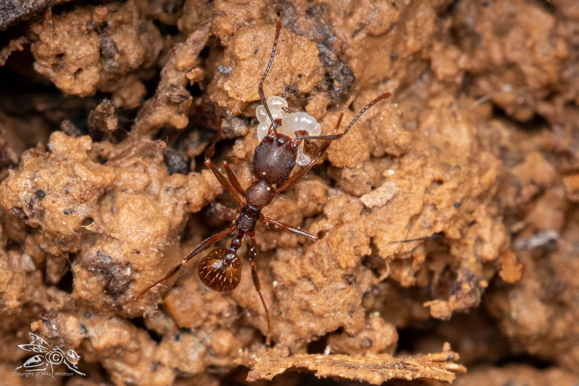 Aphaenogaster fulva Tawny Collared Ant Aphaenogaster fulva,Geotagged,Spring,Tawny Collared Ant,United States