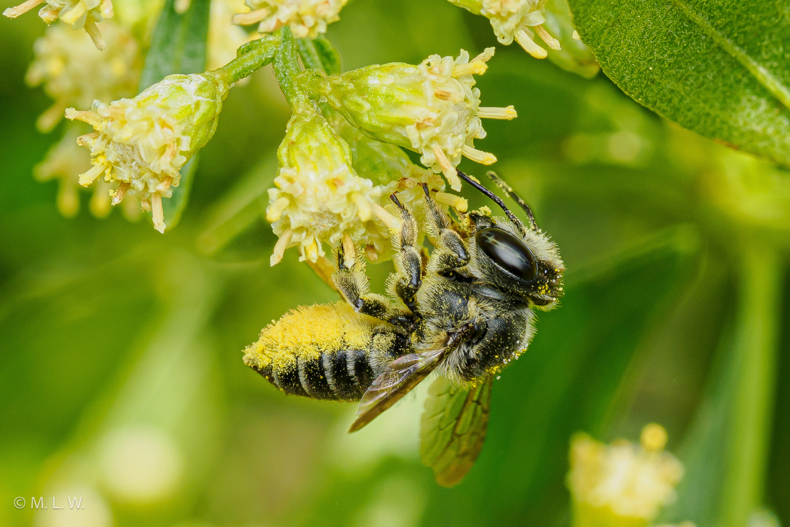 Megachile mendica Flat-tailed Leafcutter Bee<br />
<figure class="photo"><a href="https://www.jungledragon.com/image/163936/megachile_mendica.html" title="Megachile mendica"><img src="https://s3.amazonaws.com/media.jungledragon.com/images/4526/163936_thumb.jpg?AWSAccessKeyId=05GMT0V3GWVNE7GGM1R2&Expires=1759968010&Signature=E%2F3asdB%2BvZ6HeeGmas74ZrDDRIE%3D" width="102" height="152" alt="Megachile mendica Flat-tailed Leafcutter Bee<br />
https://www.jungledragon.com/image/163926/megachile_mendica.html<br />
Leafcutter bees, genus Megachile, are solitary insects that construct nests in narrow cavities. Females find a cavity and then construct of a series of cells made of pieces of leaves and petals that they cut with their mandibles.Females have a conspicuous scopa (&quot;pollen basket&quot;) of long hairs on their lower abdomens with which they transport pollen. Female abdomens are somewhat pointed. Males tend to be smaller, with very hairy faces and blunter abdomens (no scopa and no stinger). When a female leafcutter bee finds a suitable cavity she then finds suitable foliage and flowers to cut to construct cells. They cut round pieces for a base and then oval pieces for the walls. Cells are usually built of leaf fragments on the outside and then lined with petal fragments if suitable flowers are in the vicinity. Females then provision the open cell with a mixture of pollen and nectar. An egg is laid on the pollen mass and females then cut additional round pieces of foliage to cap the cell. Each cell is about half an inch long. This process is repeated so that the cavity is eventually filled with eight or nine cells and capped with sometimes numerous, round leaf fragments. Females are able to control the sex of their offspring by withholding sperm from male eggs. Because males develop faster than females they emerge first from the nest so the mother bee lays female eggs in the deepest cells and male eggs closer to the entrance. New leafcutter bees have to chew through the intervening cells to exit the nest, but they wait until their younger siblings have emerged before them. In other words, they do not chew up any siblings that block their exit. Leafcutter bee grubs are legless and pale. They molt as they grow and finally develop into a prepupa that spins a tough, silken cocoon that soon turns dark brown. These grubs then molt into pupae that eventually molt into new adults. The last eggs laid in late summer and early fall hatch into grubs that develop into a prepupal stage that overwinters inside the cocoon. Warming temperatures the next spring induce the prepupae to molt into pupae from which new adults emerge later. <br />
REF:https://content.ces.ncsu.edu/leafcutter-bees#section_heading_11038 Flat-tailed Leafcutter Bee,Megachile mendica,United States" /></a></figure><br />
Leafcutter bees, genus Megachile, are solitary insects that construct nests in narrow cavities. Females find a cavity and then construct of a series of cells made of pieces of leaves and petals that they cut with their mandibles.Females have a conspicuous scopa (&quot;pollen basket&quot;) of long hairs on their lower abdomens with which they transport pollen. Female abdomens are somewhat pointed. Males tend to be smaller, with very hairy faces and blunter abdomens (no scopa and no stinger). When a female leafcutter bee finds a suitable cavity she then finds suitable foliage and flowers to cut to construct cells. They cut round pieces for a base and then oval pieces for the walls. Cells are usually built of leaf fragments on the outside and then lined with petal fragments if suitable flowers are in the vicinity. Females then provision the open cell with a mixture of pollen and nectar. An egg is laid on the pollen mass and females then cut additional round pieces of foliage to cap the cell. Each cell is about half an inch long. This process is repeated so that the cavity is eventually filled with eight or nine cells and capped with sometimes numerous, round leaf fragments. Females are able to control the sex of their offspring by withholding sperm from male eggs. Because males develop faster than females they emerge first from the nest so the mother bee lays female eggs in the deepest cells and male eggs closer to the entrance. New leafcutter bees have to chew through the intervening cells to exit the nest, but they wait until their younger siblings have emerged before them. In other words, they do not chew up any siblings that block their exit. Leafcutter bee grubs are legless and pale. They molt as they grow and finally develop into a prepupa that spins a tough, silken cocoon that soon turns dark brown. These grubs then molt into pupae that eventually molt into new adults. The last eggs laid in late summer and early fall hatch into grubs that develop into a prepupal stage that overwinters inside the cocoon. Warming temperatures the next spring induce the prepupae to molt into pupae from which new adults emerge later. Fall,Flat-tailed Leafcutter Bee,Geotagged,Megachile mendica,United States
