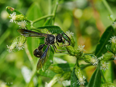 Eumenes fraternus Fraternal Potter Wasp
https://www.jungledragon.com/image/163928/eumenes_fraternus.html Eumenes fraternus,Fraternal Potter Wasp