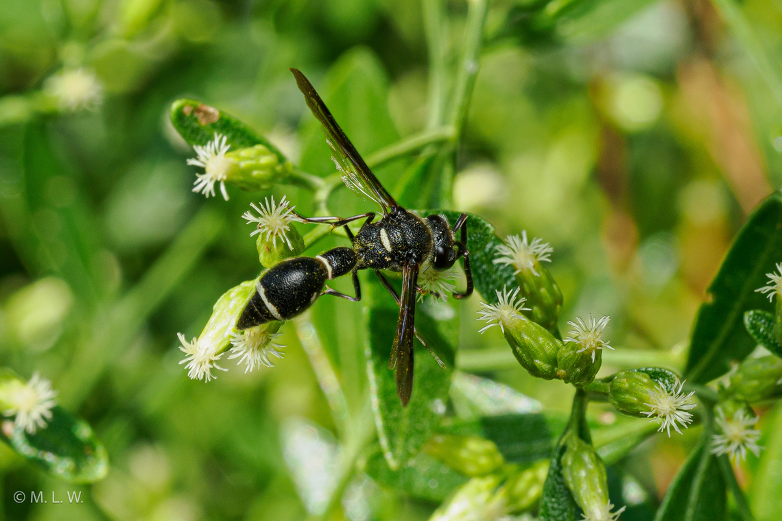 Eumenes fraternus Fraternal Potter Wasp<br />
<figure class="photo"><a href="https://www.jungledragon.com/image/163927/eumenes_fraternus.html" title="Eumenes fraternus"><img src="https://s3.amazonaws.com/media.jungledragon.com/images/4526/163927_thumb.jpg?AWSAccessKeyId=05GMT0V3GWVNE7GGM1R2&Expires=1759968010&Signature=A1wVwEUeP16hkneM1fubar2UjI8%3D" width="200" height="150" alt="Eumenes fraternus Fraternal Potter Wasp<br />
https://www.jungledragon.com/image/163928/eumenes_fraternus.html Eumenes fraternus,Fraternal Potter Wasp" /></a></figure> Eumenes fraternus,Fraternal Potter Wasp