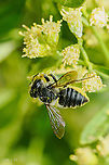 Megachile mendica Flat-tailed Leafcutter Bee<br />
https://www.jungledragon.com/image/163926/megachile_mendica.html<br />
Leafcutter bees, genus Megachile, are solitary insects that construct nests in narrow cavities. Females find a cavity and then construct of a series of cells made of pieces of leaves and petals that they cut with their mandibles.Females have a conspicuous scopa ("pollen basket") of long hairs on their lower abdomens with which they transport pollen. Female abdomens are somewhat pointed. Males tend to be smaller, with very hairy faces and blunter abdomens (no scopa and no stinger). When a female leafcutter bee finds a suitable cavity she then finds suitable foliage and flowers to cut to construct cells. They cut round pieces for a base and then oval pieces for the walls. Cells are usually built of leaf fragments on the outside and then lined with petal fragments if suitable flowers are in the vicinity. Females then provision the open cell with a mixture of pollen and nectar. An egg is laid on the pollen mass and females then cut additional round pieces of foliage to cap the cell. Each cell is about half an inch long. This process is repeated so that the cavity is eventually filled with eight or nine cells and capped with sometimes numerous, round leaf fragments. Females are able to control the sex of their offspring by withholding sperm from male eggs. Because males develop faster than females they emerge first from the nest so the mother bee lays female eggs in the deepest cells and male eggs closer to the entrance. New leafcutter bees have to chew through the intervening cells to exit the nest, but they wait until their younger siblings have emerged before them. In other words, they do not chew up any siblings that block their exit. Leafcutter bee grubs are legless and pale. They molt as they grow and finally develop into a prepupa that spins a tough, silken cocoon that soon turns dark brown. These grubs then molt into pupae that eventually molt into new adults. The last eggs laid in late summer and early fall hatch into grubs that develop into a prepupal stage that overwinters inside the cocoon. Warming temperatures the next spring induce the prepupae to molt into pupae from which new adults emerge later. <br />
REF:https://content.ces.ncsu.edu/leafcutter-bees#section_heading_11038 Flat-tailed Leafcutter Bee,Megachile mendica,United States