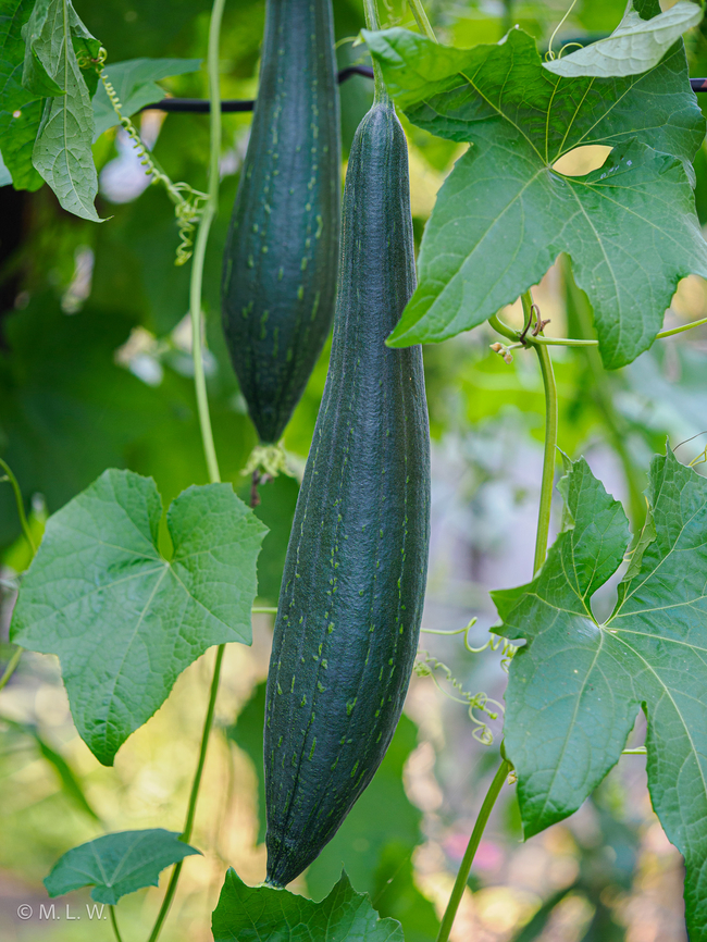 Luffa aegyptiaca Luffa aegyptiaca, the sponge gourd, Egyptian cucumber or Vietnamese luffa<br />
<figure class="photo"><a href="https://www.jungledragon.com/image/163962/luffa_aegyptiaca.html" title="Luffa aegyptiaca"><img src="https://s3.amazonaws.com/media.jungledragon.com/images/4526/163962_thumb.jpg?AWSAccessKeyId=05GMT0V3GWVNE7GGM1R2&Expires=1759968010&Signature=KP8OvIi74l6hsOMiOiE1MRKCTu4%3D" width="200" height="134" alt="Luffa aegyptiaca Luffa aegyptiaca, the sponge gourd, Egyptian cucumber or Vietnamese luffa <br />
https://www.jungledragon.com/image/163961/luffa_aegyptiaca.html Fall,Geotagged,Luffa aegyptiaca,Luffa cylindrica,Sponge gourd,United States" /></a></figure> Fall,Geotagged,Luffa aegyptiaca,Luffa cylindrica,Sponge gourd,United States