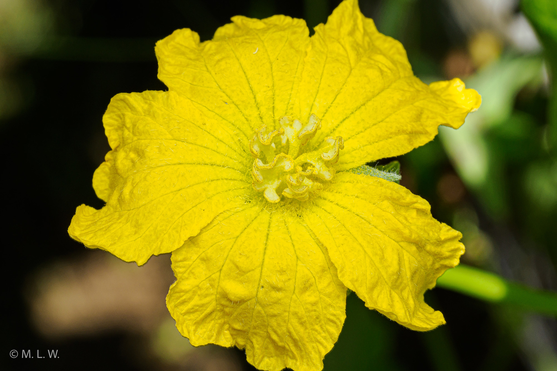 Luffa aegyptiaca Luffa aegyptiaca, the sponge gourd, Egyptian cucumber or Vietnamese luffa <br />
<figure class="photo"><a href="https://www.jungledragon.com/image/163961/luffa_aegyptiaca.html" title="Luffa aegyptiaca"><img src="https://s3.amazonaws.com/media.jungledragon.com/images/4526/163961_thumb.jpg?AWSAccessKeyId=05GMT0V3GWVNE7GGM1R2&Expires=1769040010&Signature=SOZF6AbWKzVVh3PaqOqOMWmVsWg%3D" width="114" height="152" alt="Luffa aegyptiaca Luffa aegyptiaca, the sponge gourd, Egyptian cucumber or Vietnamese luffa<br />
https://www.jungledragon.com/image/163962/luffa_aegyptiaca.html Fall,Geotagged,Luffa aegyptiaca,Luffa cylindrica,Sponge gourd,United States" /></a></figure> Fall,Geotagged,Luffa aegyptiaca,Luffa cylindrica,Sponge gourd,United States