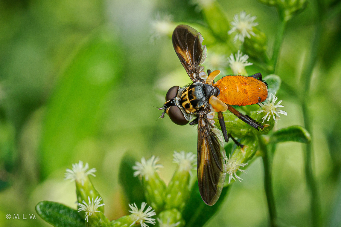 Trichopoda pennipes - Swift Feather-legged Fly Swift Feather-legged Fly -Trichopoda pennipes<br />
<figure class="photo"><a href="https://www.jungledragon.com/image/163988/trichopoda_pennipes.html" title="Trichopoda pennipes"><img src="https://s3.amazonaws.com/media.jungledragon.com/images/4526/163988_thumb.jpg?AWSAccessKeyId=05GMT0V3GWVNE7GGM1R2&Expires=1769040010&Signature=VtY1U9QYWcs16av5lNAEtPwh1Iw%3D" width="200" height="134" alt="Trichopoda pennipes Swift Feather-legged Fly<br />
https://www.jungledragon.com/image/163987/trichopoda_pennipes_-_swift_feather-legged_fly.html Fall,Geotagged,Swift Feather-legged Fly,Trichopoda pennipes,United States,swift legged fly" /></a></figure><br />
 Fall,Geotagged,Swift Feather-legged Fly,Trichopoda pennipes,United States,swift legged fly