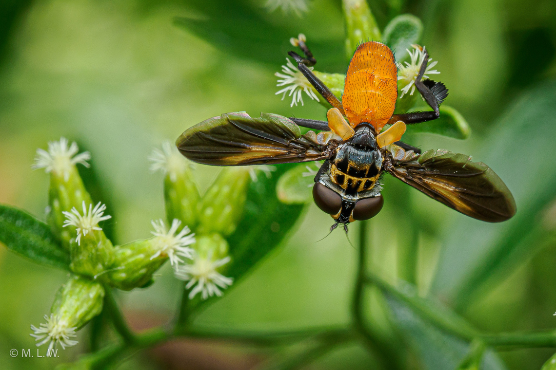 Trichopoda pennipes Swift Feather-legged Fly<br />
<figure class="photo"><a href="https://www.jungledragon.com/image/163987/trichopoda_pennipes_-_swift_feather-legged_fly.html" title="Trichopoda pennipes - Swift Feather-legged Fly"><img src="https://s3.amazonaws.com/media.jungledragon.com/images/4526/163987_thumb.jpg?AWSAccessKeyId=05GMT0V3GWVNE7GGM1R2&Expires=1769040010&Signature=9cAxSYOuPOS%2Flv%2FUMUBumLXVn38%3D" width="200" height="134" alt="Trichopoda pennipes - Swift Feather-legged Fly Swift Feather-legged Fly -Trichopoda pennipes<br />
https://www.jungledragon.com/image/163988/trichopoda_pennipes.html<br />
 Fall,Geotagged,Swift Feather-legged Fly,Trichopoda pennipes,United States,swift legged fly" /></a></figure> Fall,Geotagged,Swift Feather-legged Fly,Trichopoda pennipes,United States,swift legged fly