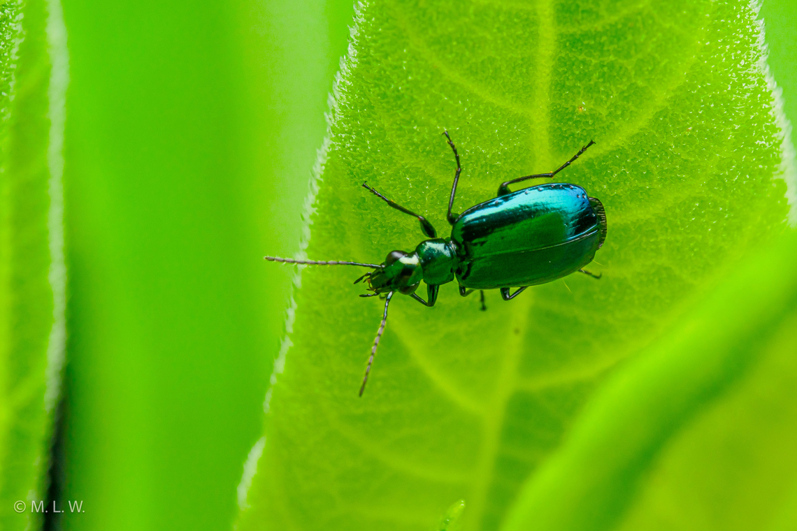 Lebia viridis Flower Lebia Beetle  Coleoptera,Flower Lebia Beetle,Lebia viridis,United States,beetle,summer
