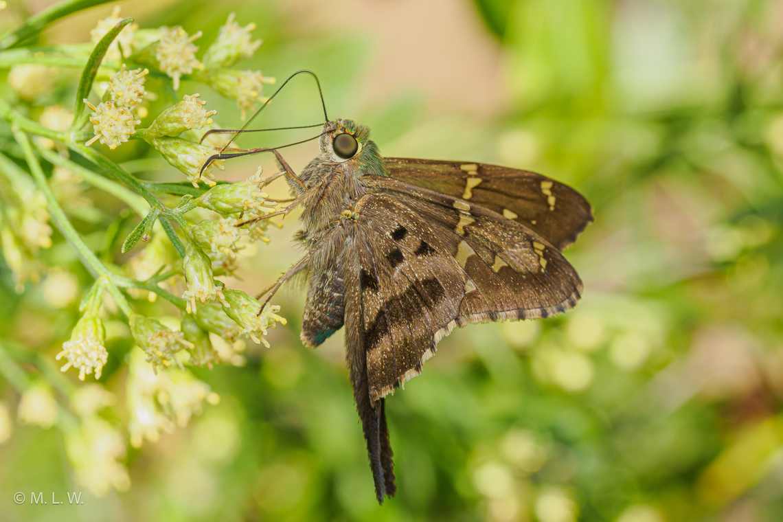 Urbanus proteus Long-tailed Skipper seeking nectar on Baccharis halimifolia flowers Fall,Long-tailed Skipper,United States,Urbanus proteus