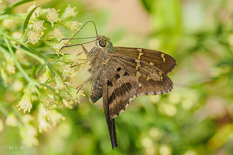 Urbanus proteus Long-tailed Skipper seeking nectar on Baccharis halimifolia flowers Fall,Long-tailed Skipper,United States,Urbanus proteus