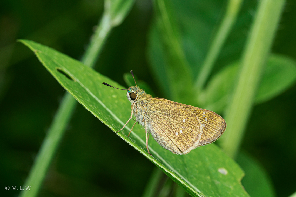 Borbo cinnara Formosan Swift Borbo cinnara,Formosan Swift,Geotagged,Philippines,Summer