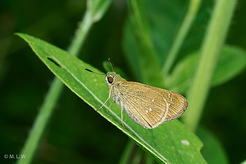 Borbo cinnara Formosan Swift Borbo cinnara,Formosan Swift,Geotagged,Philippines,Summer