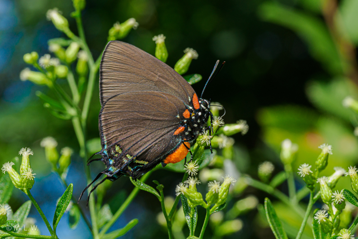 Atlides halesus ssp. halesus Eastern Great Purple Hairstreak (Atlides halesus ssp. halesus)<br />
 Atlides halesus ssp. halesus,Eastern Great Purple Hairstreak,Fall,Geotagged,United States