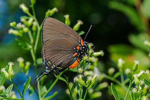 Atlides halesus ssp. halesus Eastern Great Purple Hairstreak (Atlides halesus ssp. halesus)
 Atlides halesus ssp. halesus,Eastern Great Purple Hairstreak,Fall,Geotagged,United States