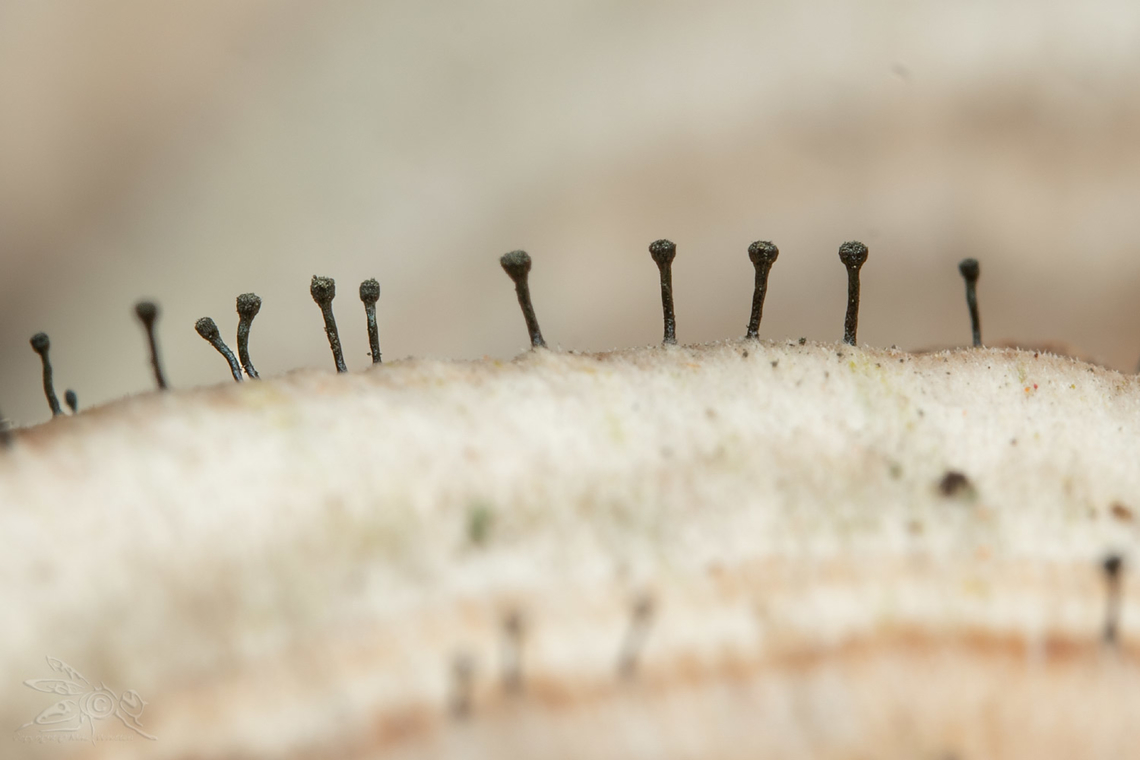 Phaeocalicium polyporaeum Fairy Pins (Phaeocalicium polyporaeum) growing on Trichaptum biforme (Violet-toothed Polypore)<br />
 Fairy Pins,Phaeocalicium polyporaeum,United States,spring
