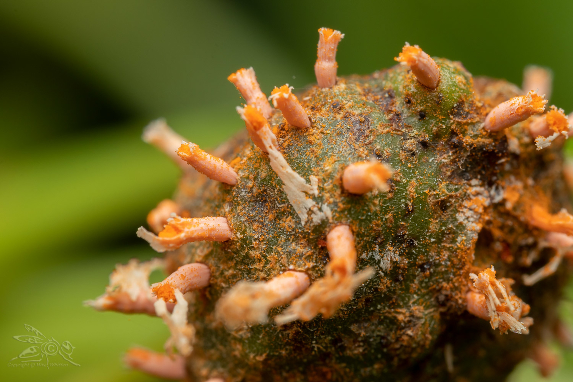 Gymnosporangium clavipes Quince Rust Gymnosporangium clavipes<br />
 Fungi,Gymnosporangium clavipes,Quince Rust,United States