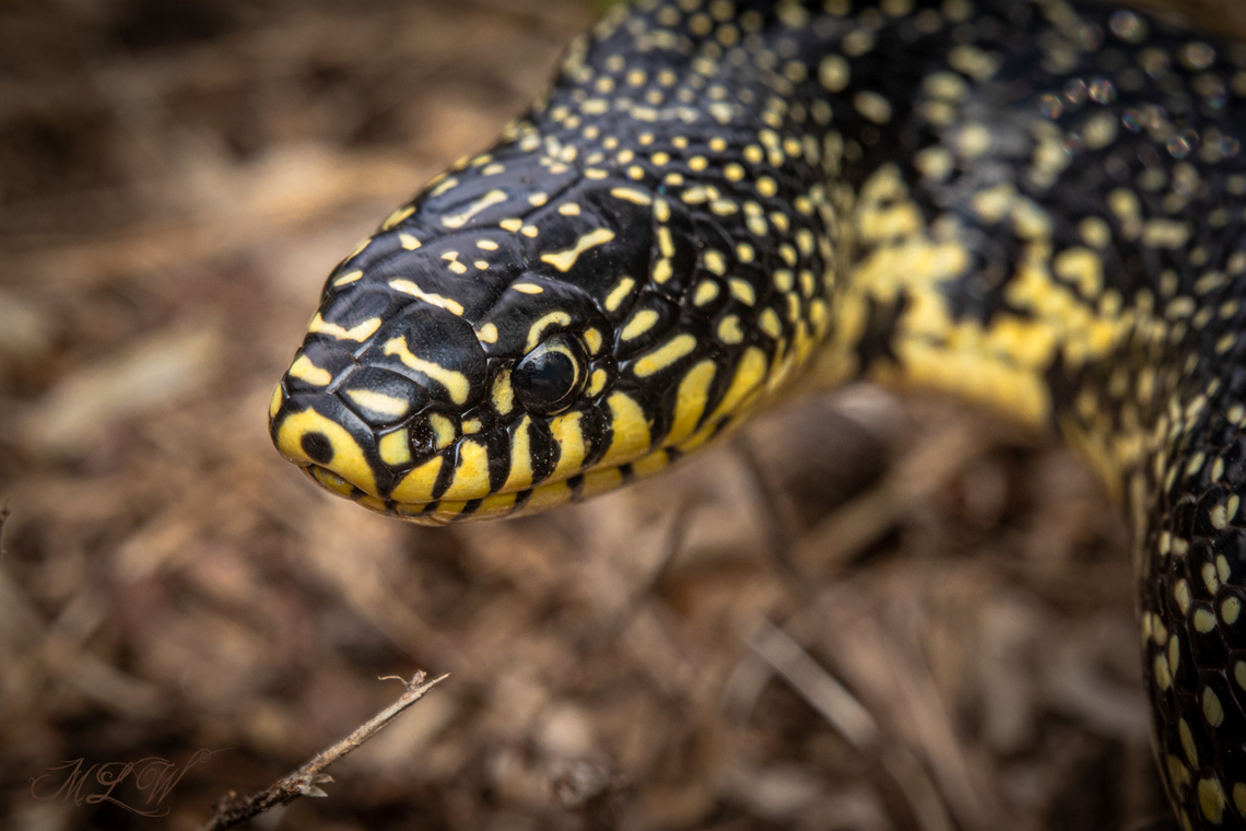 Lampropeltis holbrooki Speckled Kingsnake Lampropeltis holbrooki<br />
<figure class="photo"><a href="https://www.jungledragon.com/image/164093/lampropeltis_holbrooki.html" title="Lampropeltis holbrooki"><img src="https://s3.amazonaws.com/media.jungledragon.com/images/4526/164093_thumb.jpg?AWSAccessKeyId=05GMT0V3GWVNE7GGM1R2&Expires=1767225610&Signature=aoD9weauGqcQileIi3vlLxkmpDA%3D" width="200" height="134" alt="Lampropeltis holbrooki Speckled Kingsnake Lampropeltis holbrooki<br />
https://www.jungledragon.com/image/164092/lampropeltis_holbrooki.html<br />
 Geotagged,Lampropeltis holbrooki,Speckled Kingsnake,Spring,United States" /></a></figure><br />
 Geotagged,Lampropeltis holbrooki,Speckled Kingsnake,Spring,United States