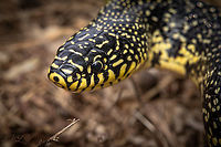 Lampropeltis holbrooki Speckled Kingsnake Lampropeltis holbrooki<br />
https://www.jungledragon.com/image/164093/lampropeltis_holbrooki.html<br />
 Geotagged,Lampropeltis holbrooki,Speckled Kingsnake,Spring,United States