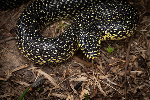 Lampropeltis holbrooki Speckled Kingsnake Lampropeltis holbrooki
https://www.jungledragon.com/image/164092/lampropeltis_holbrooki.html
 Geotagged,Lampropeltis holbrooki,Speckled Kingsnake,Spring,United States