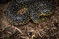 Lampropeltis holbrooki Speckled Kingsnake Lampropeltis holbrooki<br />
https://www.jungledragon.com/image/164092/lampropeltis_holbrooki.html<br />
 Geotagged,Lampropeltis holbrooki,Speckled Kingsnake,Spring,United States