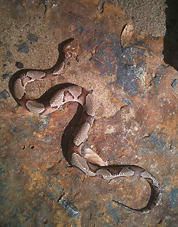 Agkistrodon contortrix Eastern Copperhead
Agkistrodon contortrix Agkistrodon contortrix,Copperhead,Geotagged,United States