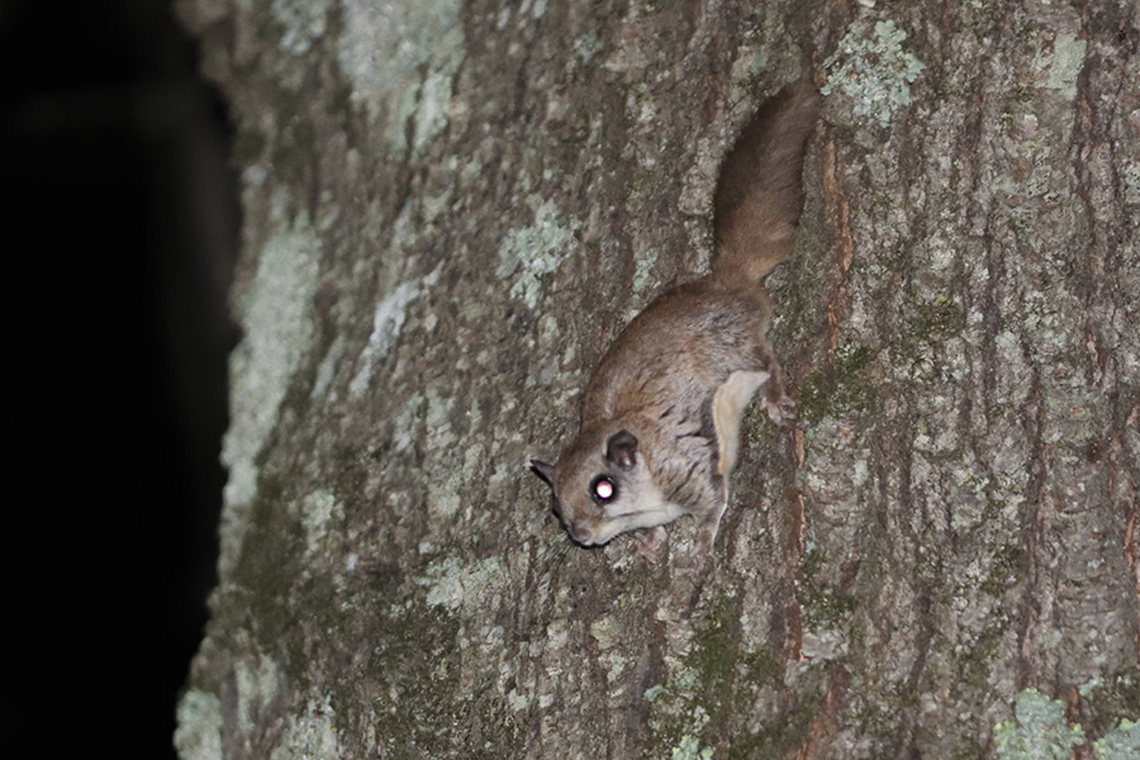 Glaucomys volans, Southern Flying Squirrel Southern Flying Squirrel Glaucomys volans<br />
 Geotagged,Glaucomys volans,Southern flying squirrel,United States