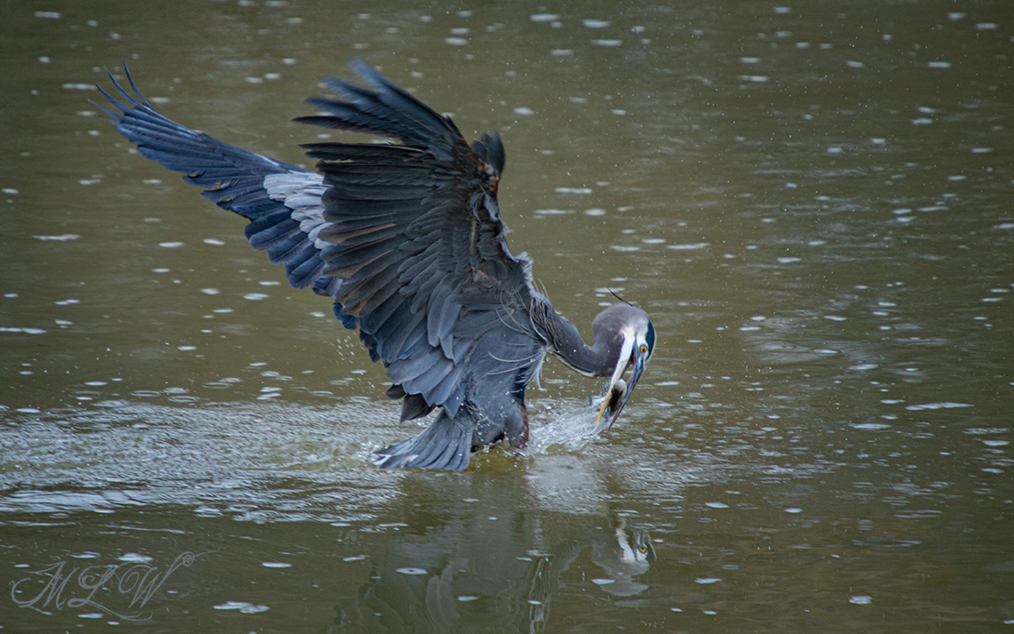 Ardea herodias Great Blue Heron Ardea herodias<br />
 Ardea herodias,Fall,Geotagged,Great blue heron,United States