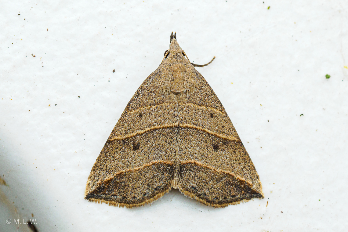 Colobochyla interpuncta Yellow-lined Owlet Colobochyla interpuncta<br />
 Colobochyla interpuncta,Geotagged,Lepidoptera,Summer,United States,Yellow-lined Owlet,moth