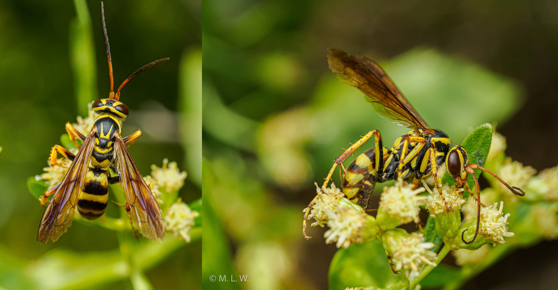Poecilopompilus interruptus -female Interrupted Spider Wasp (Poecilopompilus interruptus), SPIDER WASP FAMILY (Pompilidae)<br />
This is a solitary hunting wasp and a paper wasp mimic. The female digs tunnels in the ground for its nest. It stashes paralyzed orb weaving spiders (Araneid) as food for its larvae. The females of this family of wasps (Pompilidae) are known to have a powerful sting, more painful than the sting of the Velvet Ant. <br />
This is an ornate wasp approximately 1/2 inch or 13 mm in length. It has long orange antennae, bold reddish-brown and yellow bands on the abdomen and yellow and brown markings on the thorax. The legs are brown and yellow and the wings are brown. Apparently the amount of red, brown and yellow markings varies greatly between individuals. Males have straight or gently curved antennae and females have antennae that curl at the tips.<br />
Fall,Geotagged,Interrupted Spider Wasp,Poecilopompilus interruptus,United States
