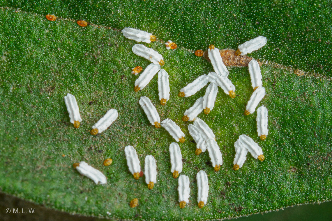 Armored Scale Insects Tribe Diaspidini a member of Armored Scale Insects Family Diaspididae<br />
&quot;Note dark female on midrib. Not Aulacaspis. Maybe Pinnaspis or Unaspis.&quot; - B. Normark at the University of Massachusetts Amherst<br />
 Armored Scale Insects,Diaspidini,Fall,Family Diaspididae,Geotagged,Philippines,insects