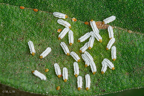 Armored Scale Insects Tribe Diaspidini a member of Armored Scale Insects Family Diaspididae
"Note dark female on midrib. Not Aulacaspis. Maybe Pinnaspis or Unaspis." - B. Normark at the University of Massachusetts Amherst
 Armored Scale Insects,Diaspidini,Fall,Family Diaspididae,Geotagged,Philippines,insects