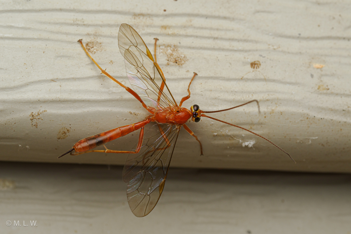 Genus Netelia Genus Netelia a member of Ichneumonid Wasps Family Ichneumonidae Ichneumonid Wasps,Ichneumonidae,Netelia